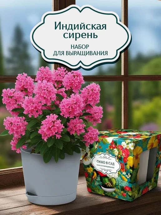 Японский сад Индийская сирень Набор для выращивания, фиолетовый