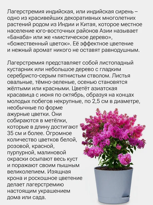 Японский сад Индийская сирень Набор для выращивания, фиолетовый, фото 2