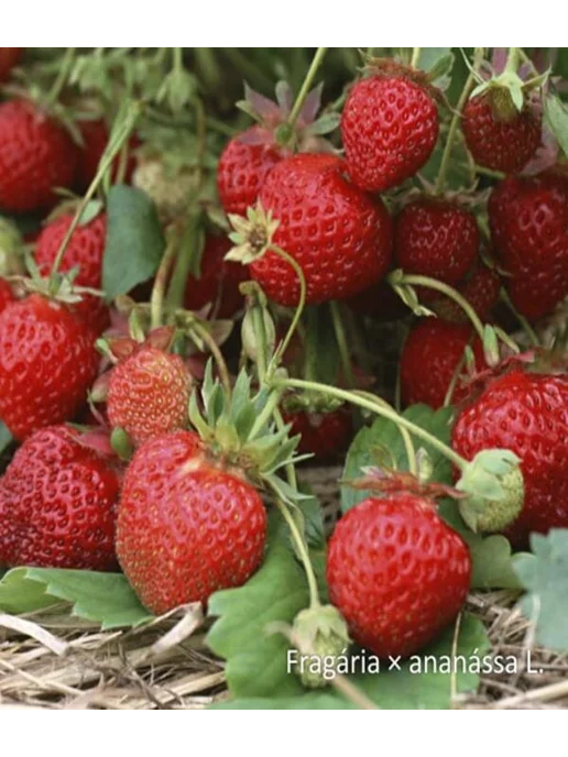 Ягоды Карелии Варенье Клубника БЕЗ САХАРА, 270г, 270 г, фото 5