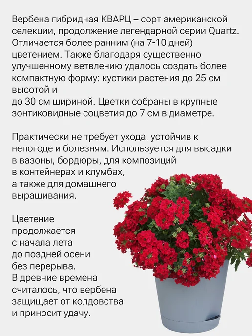 Окно в сад Вербена КВАРЦ Набор для выращивания, вариант, фото 2