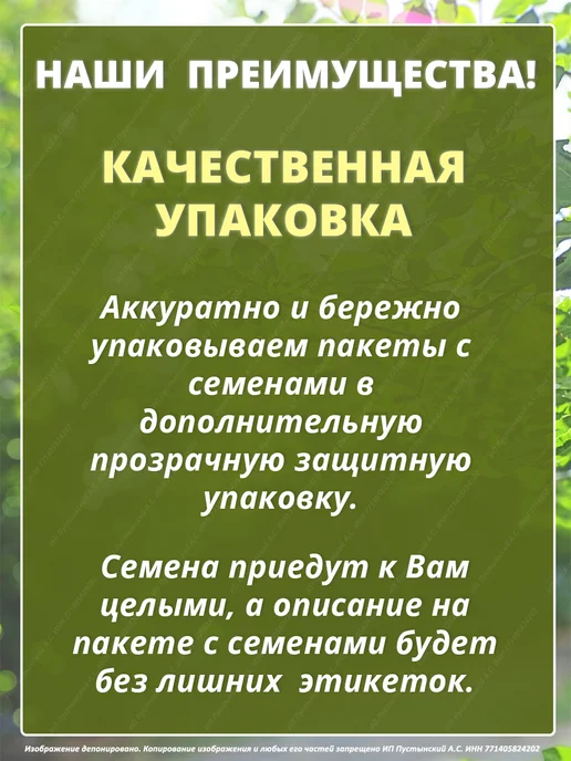 Семена базилик для дома сада посадки, вариант, фото 5