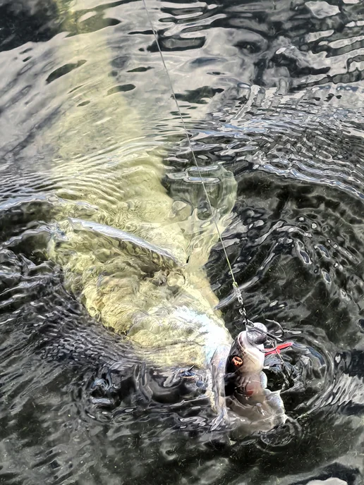 skill catch Силиконовая приманка на судака слаг Flicker, вариант, фото 7