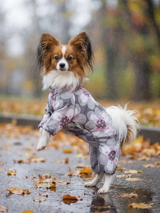 OSSO-fashion Дождевик для собак мелких пород комбинезон девочки, серый, фото 2