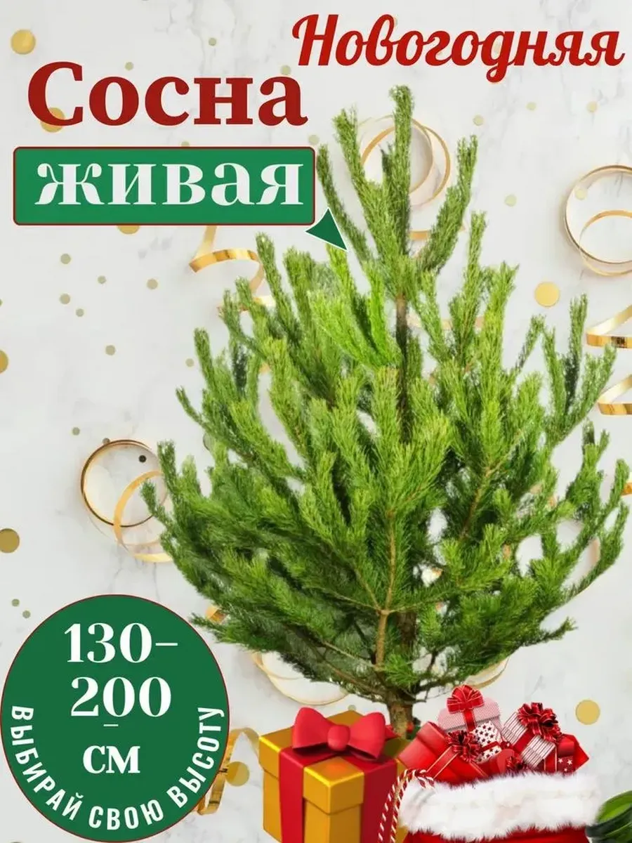 Елка сосна новогодняя натуральная (170-180см)