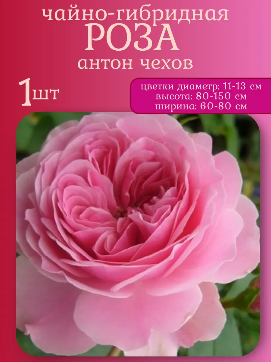 Саженец чайно-гибридной розы 1 штука