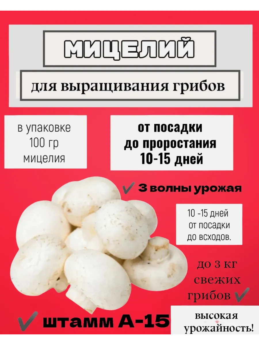 Мицелий для выращивания грибов шампиньоны
