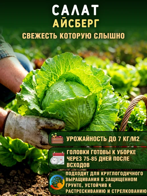 Агрофирма Партнер Семена зелени укроп, петрушка, салат листовой и качаный 4уп, зеленый, фото 3
