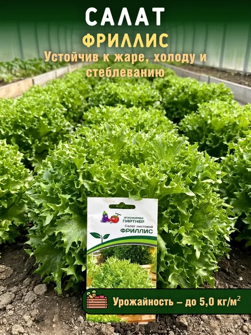 Агрофирма Партнер Семена зелени укроп, петрушка, салат листовой и качаный 4уп, зеленый, фото 6
