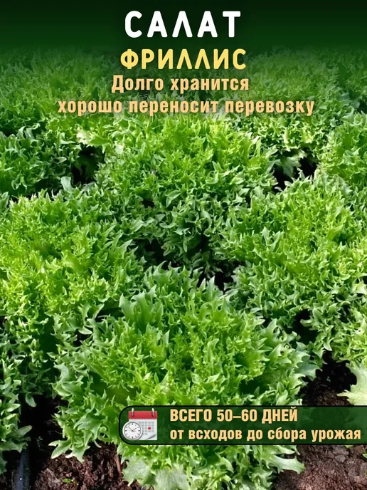 Агрофирма Партнер Семена зелени укроп, петрушка, салат листовой и качаный 4уп, зеленый, фото 7
