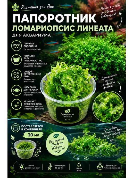 Живой аквариумный папоротник Ломариопсис линеата, вариант