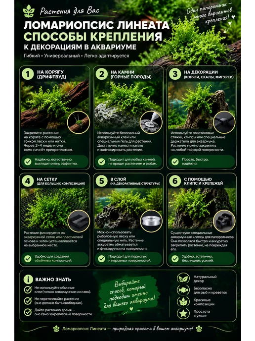 Живой аквариумный папоротник Ломариопсис линеата, вариант, фото 2