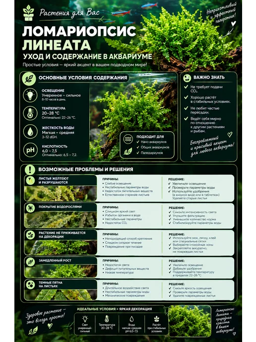 Живой аквариумный папоротник Ломариопсис линеата, вариант, фото 3