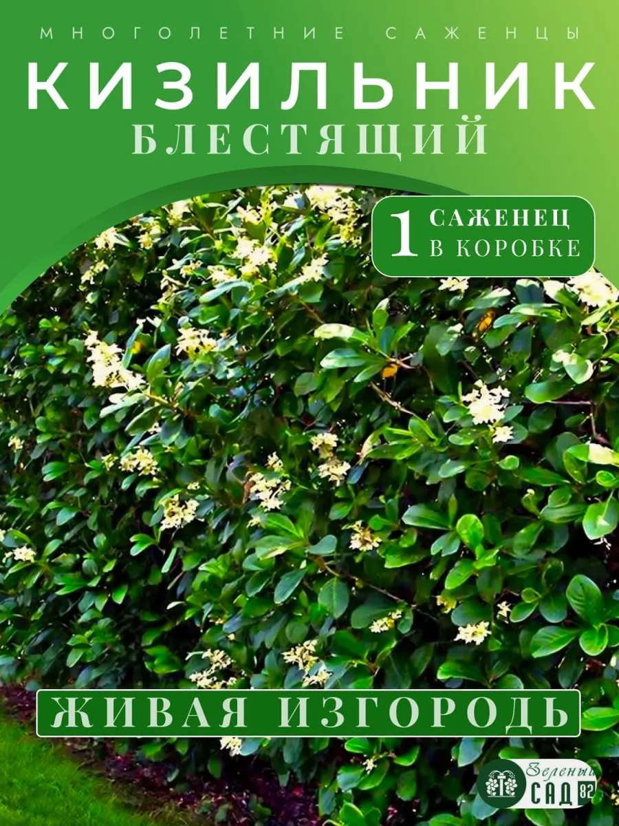 Кизильник блестящий саженец ЗКС 1 шт