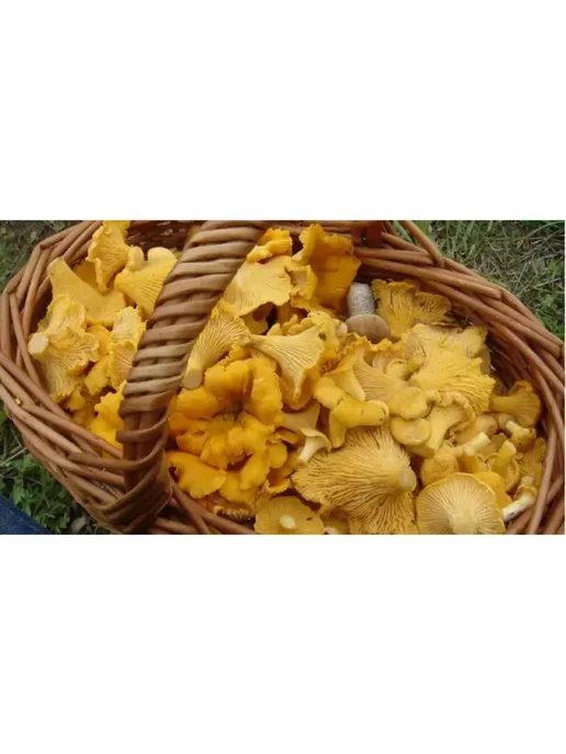 Дом Грибов Лисички соленые 400г, 400 г, фото 4