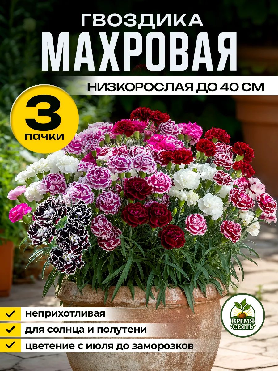 Семена гвоздики махровой