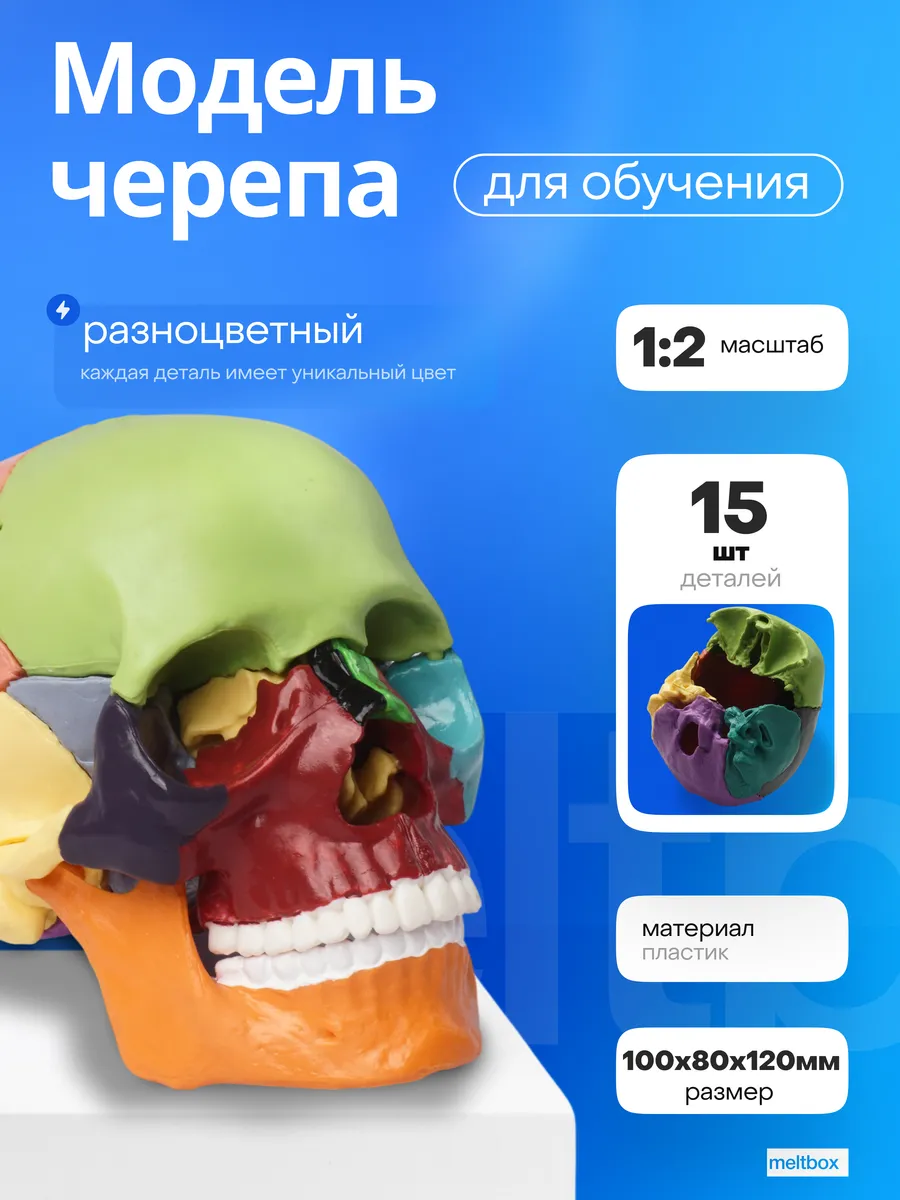 Учебный медицинский тренажер череп человека