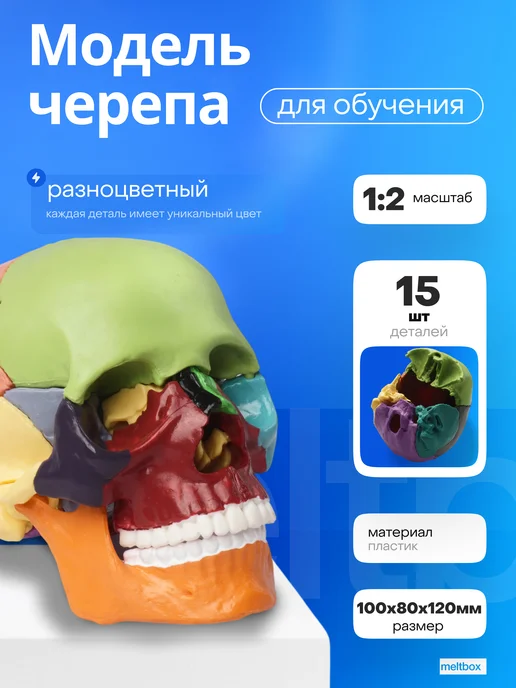 meltbox Учебный медицинский тренажер череп человека, вариант