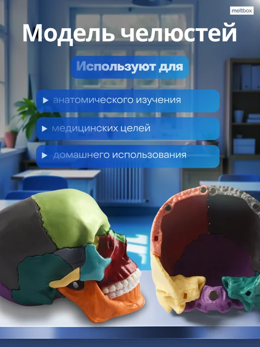 meltbox Учебный медицинский тренажер череп человека, вариант, фото 2