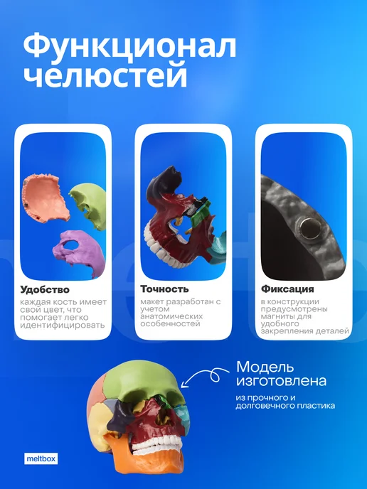 meltbox Учебный медицинский тренажер череп человека, вариант, фото 3