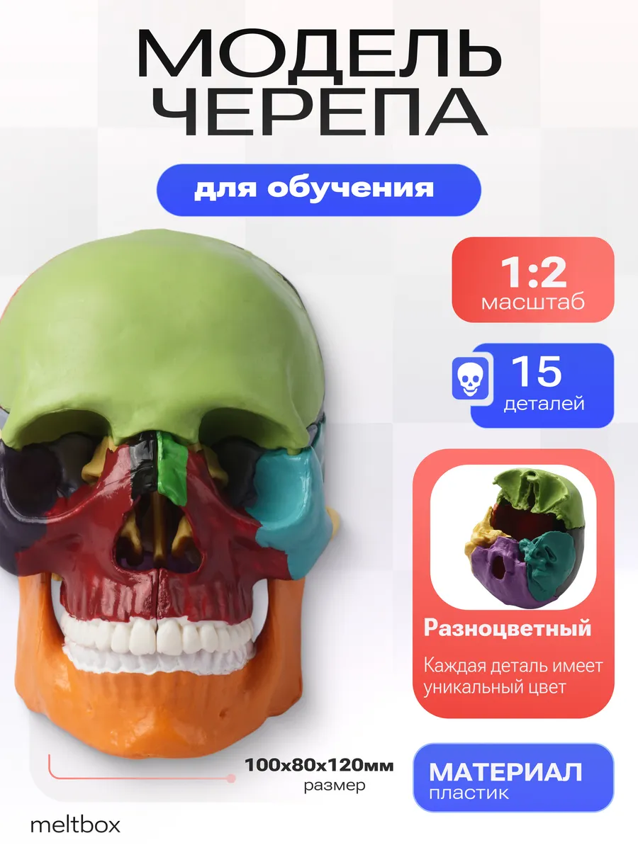Анатомическая цветная модель черепа