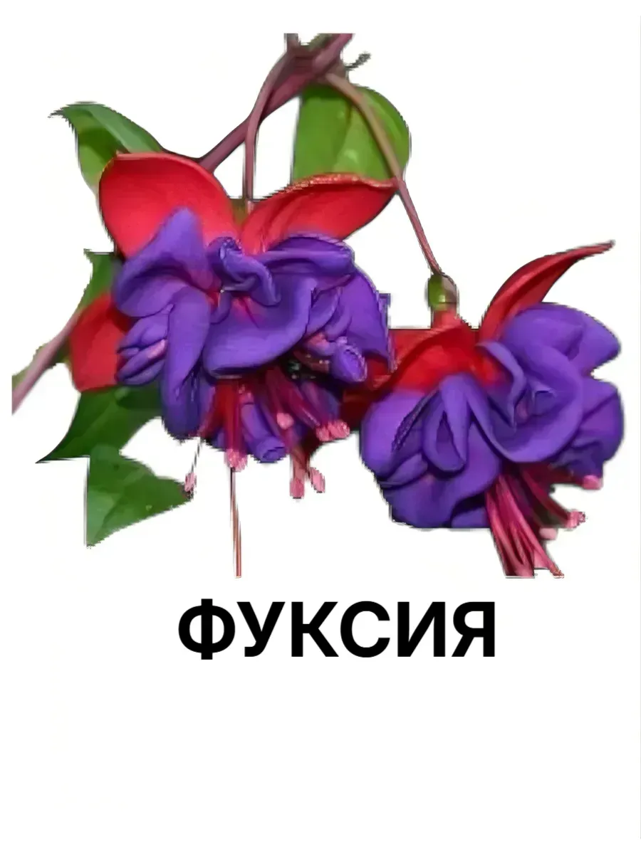 Вегетативная Фуксия, укор. черенок, 1шт