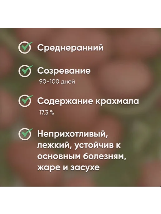 Картофель 21 Семенной картофель на посадку Калинка 2 кг, 5 кг, фото 2