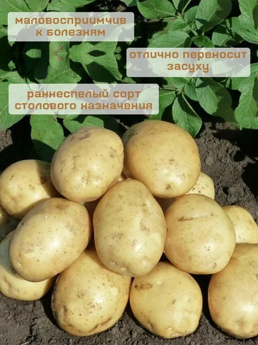 Картофель 21 Семенной картофель на посадку Колобок 5 кг, 5 кг, фото 2