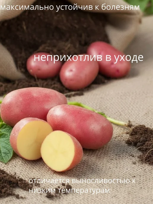 Картофель 21 Семенной картофель на посадку Роко 5 кг, 5 кг, фото 2