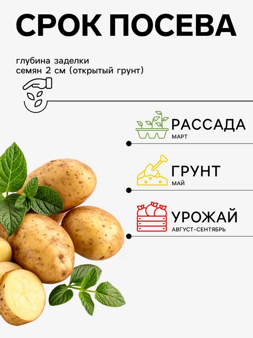 Market_Семена Семена Картофель "Ривьера", вариант, фото 2