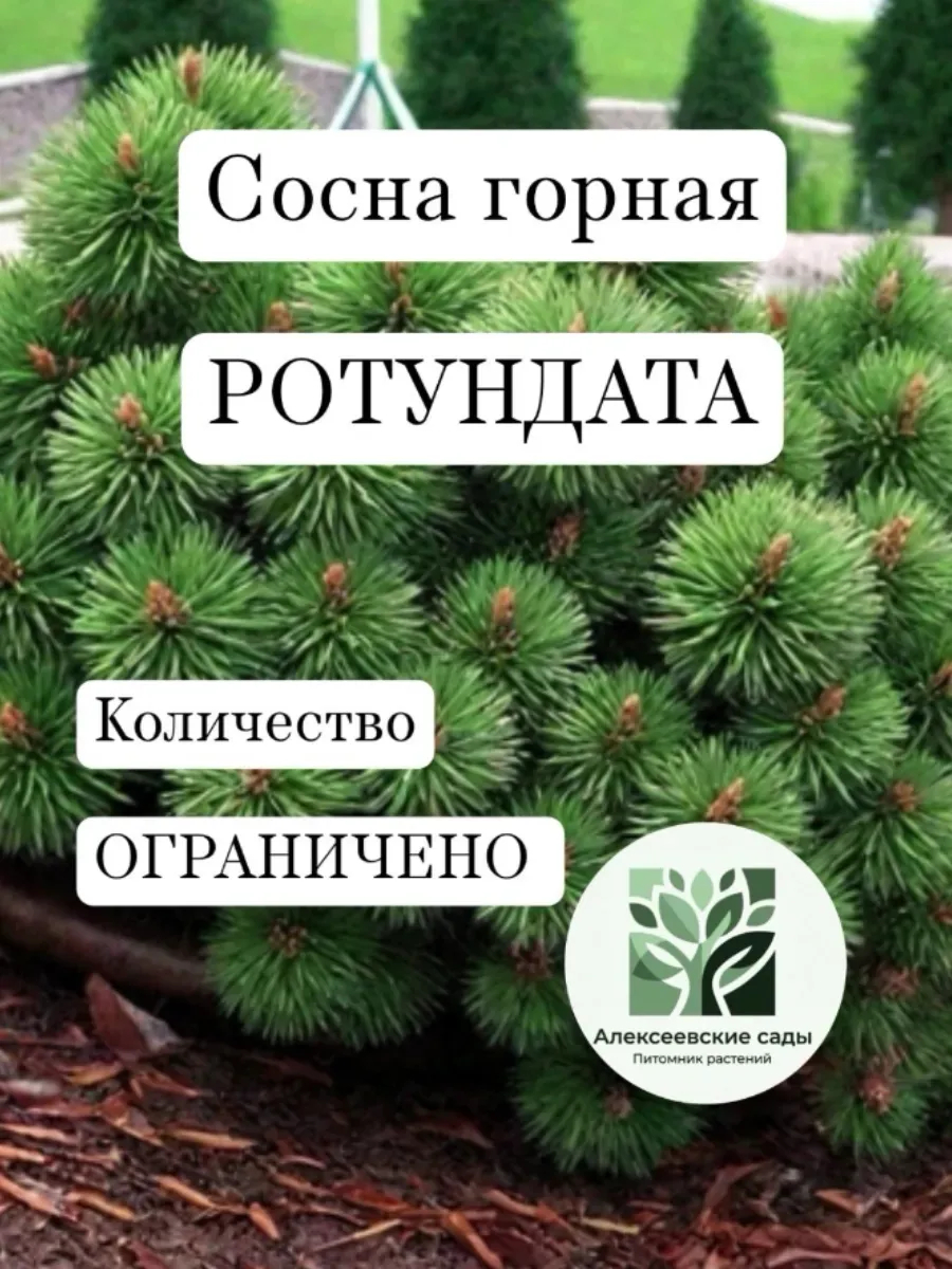 Сосна горная Ротундата саженец