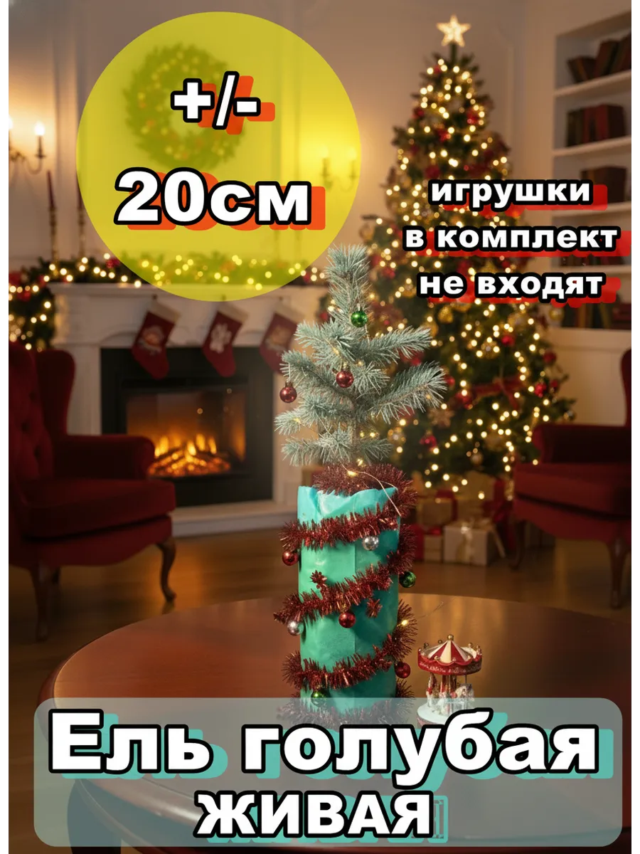 Ель голубая новогодняя живая 20 см в горшке