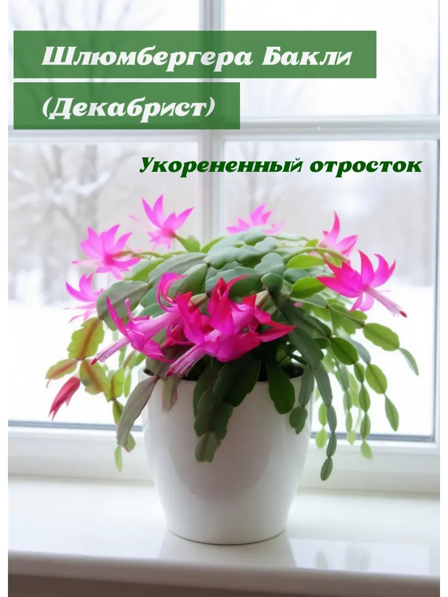 Шлюмбергера Бакли, декабрист