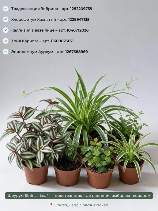 sinitsa_leaf Авторский профессиональный грунт универсальный 2 литра, вариант, фото 5