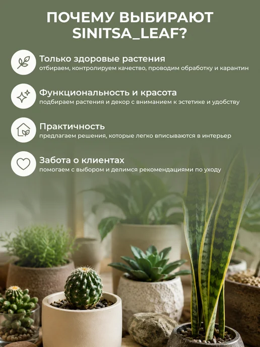 sinitsa_leaf Авторский профессиональный грунт универсальный 2 литра, вариант, фото 7