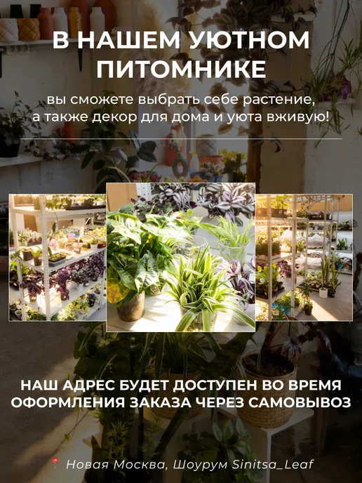 sinitsa_leaf Авторский профессиональный грунт для спатифиллумов 2 литра, 2 л, фото 7