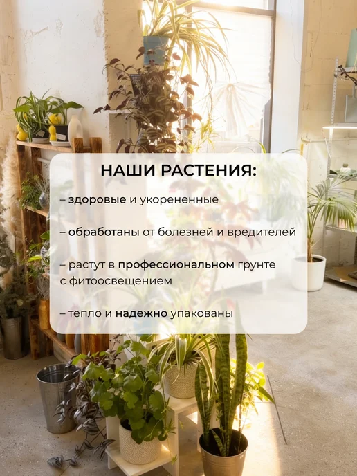 sinitsa_leaf Авторский профессиональный грунт для спатифиллумов 2 литра, 2 л, фото 8