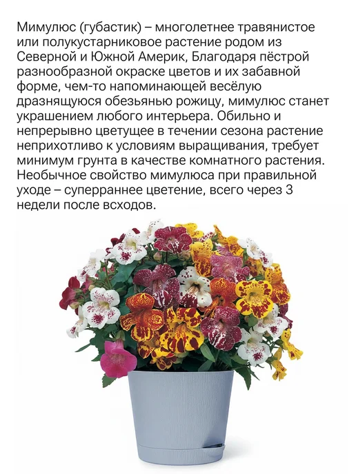 Окно в сад Обезьяний цветок Набор для выращивания, вариант, фото 2