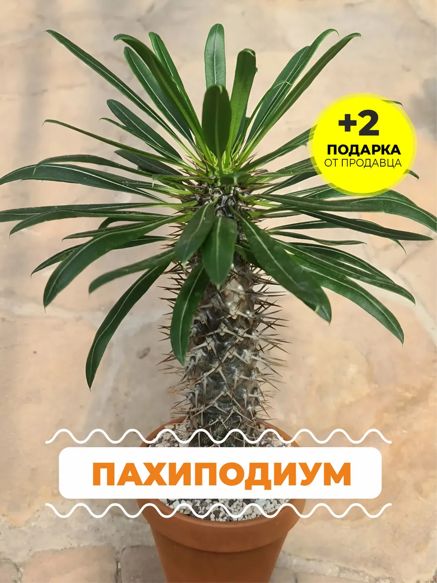 Семена Пахиподиум Ламера