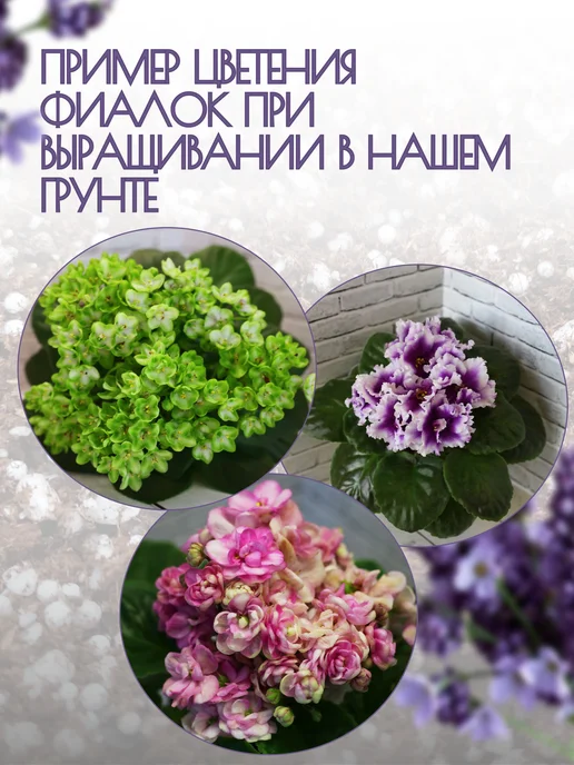 Грунт (земля) для фиалок 3 литр, глоксиний и геснериевых, 3 л, фото 4