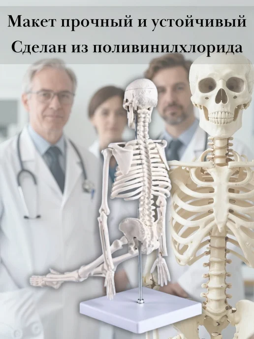 TouchLife Макет скелет человека анатомический, 45 см, вариант, фото 2