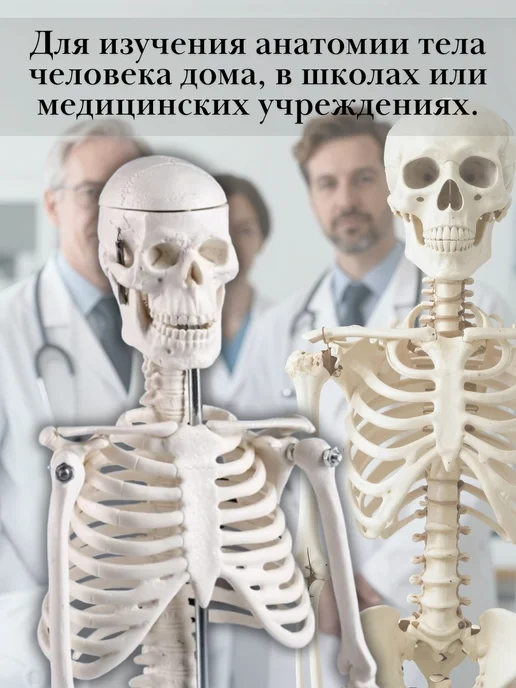 TouchLife Макет скелет человека анатомический, 45 см, вариант, фото 3
