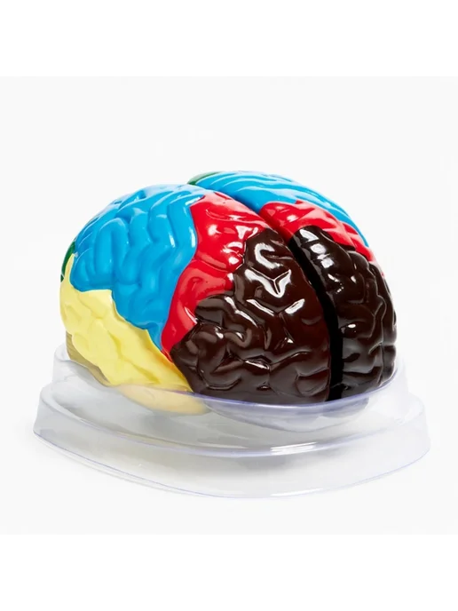 TPremium Анатомическая модель мозга человека 16х15 см, 16x15 см, фото 6